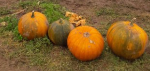 pumpkin 1